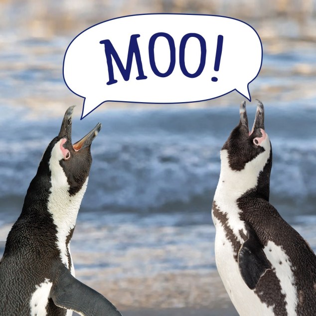 sf-yokids-world-penguin-day-1080x1080-final